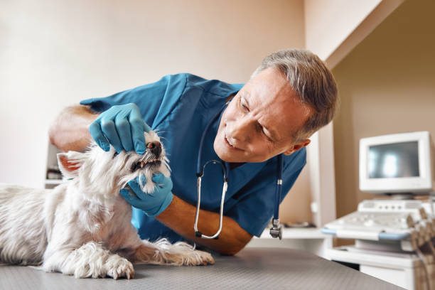 Best Emergency Dentist for Special Needs Patients in Frankl, IN